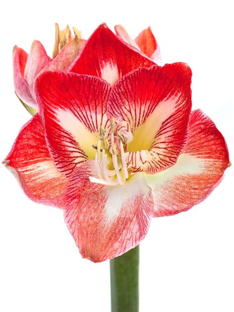 Amaryllis „minerva Rot Weiß Blumigo