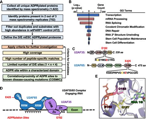 Identification Of PARP1 Substrates And Specific Sites Of ADPRylation In