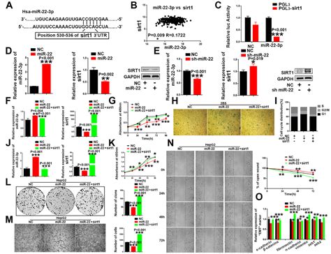 Lncrna Miat Functions As A Cerna To Upregulate Sirt By Sponging Mir