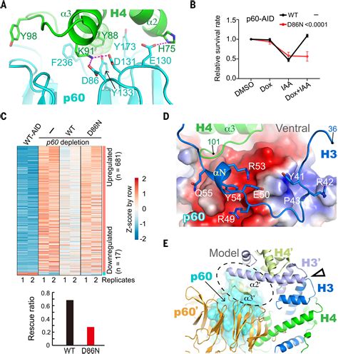 Structural Insights Into Histone Binding And Nucleosome Assembly By