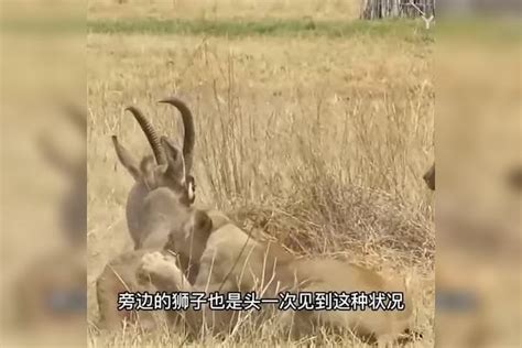 两头狮子狩猎羚羊，没想到羚羊这么倔强把狮子吓得躲进树林里羚羊狮子树林