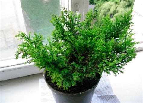 Можжевельник в домашних условиях: особенности посадки и ухода