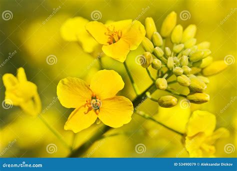 Canola Plant Stock Image Image Of Nature Farm Farming 53490079