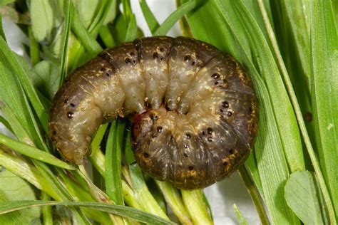 Cutworm Cesar Australia