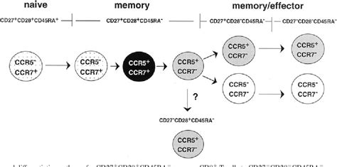 Figure 6 from Differentiation of Human CD8+ T Cells from a Memory to ...