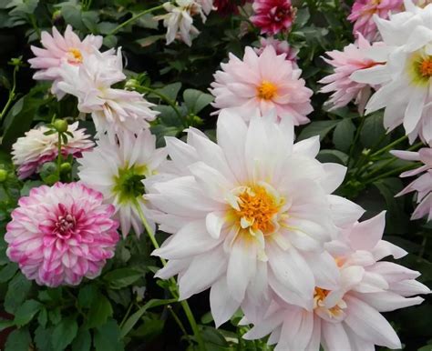 Planting Dahlia Seeds Easy Tips To Grow Dahlias From Seed