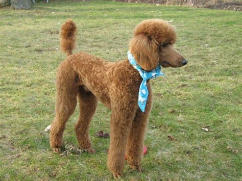 Poodle Tails Docked Or Natural Poodle Poodle Grooming Standard Poodle