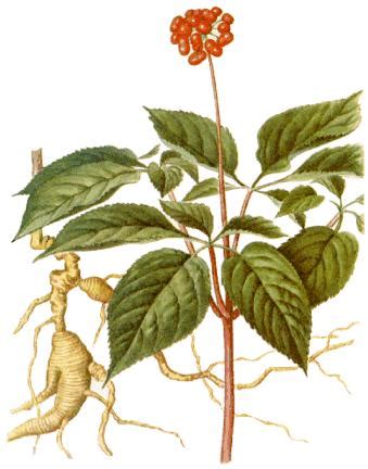Panax; Ginsem; Ginsão; Jinsão; Jinsém; Ginseng; Panax ginseng