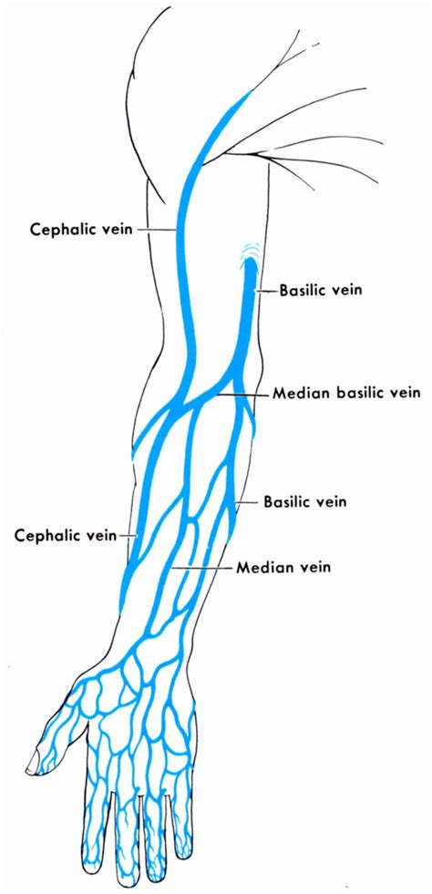 Common Venipuncture Sites With Diagram