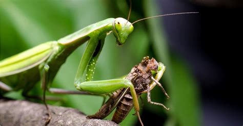 how long to praying mantis live
