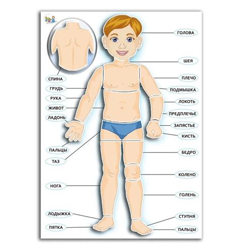 Картинка строение тела человека для дошкольников