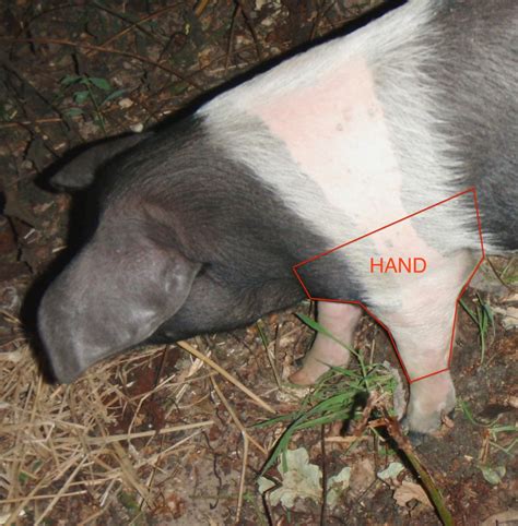 hog roast   microholding phin hall