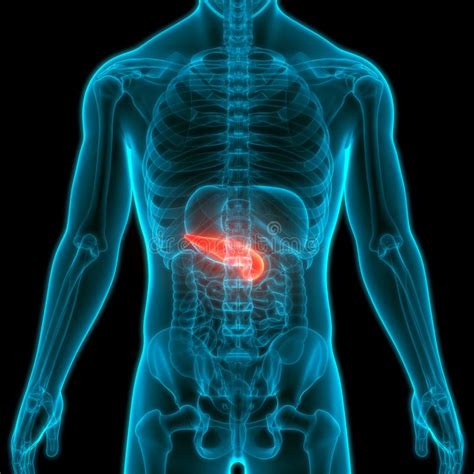 Organes Internes Humains Système Digestif Pancréas Anatomie