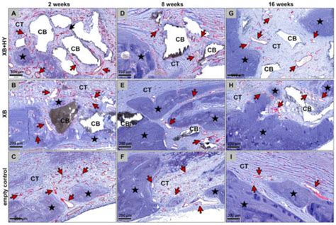 Ijms Free Full Text In Vivo Analysis Of The Biocompatibility And