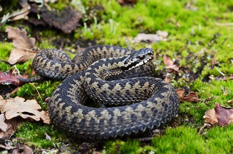Diverse group of snakes has a new evolutionary tree - Earth.com