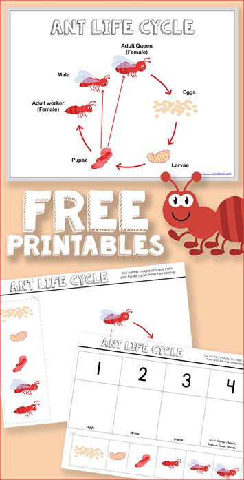 Ant Life Cycle Worksheet