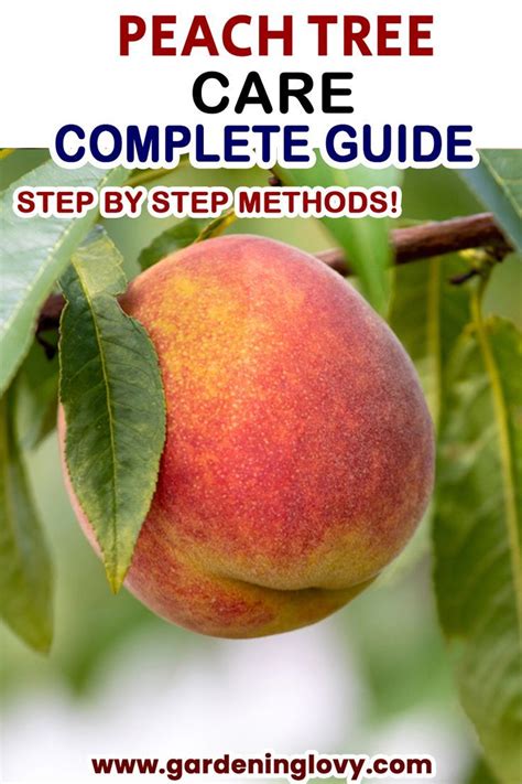 How To Grow Peach Trees Quick Tips Artofit