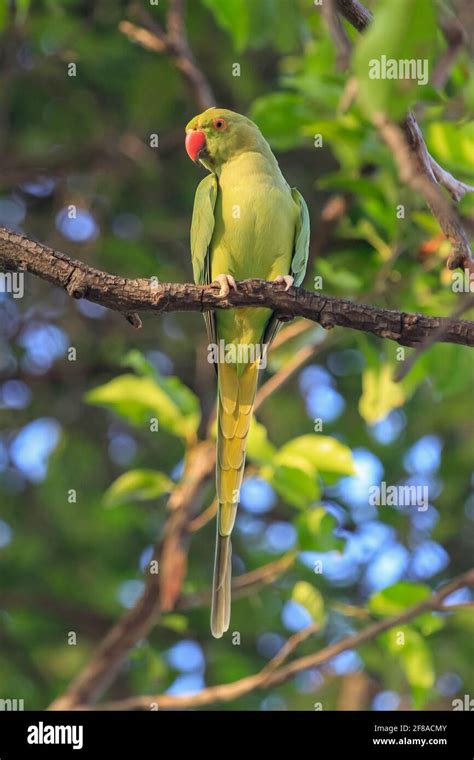 indian ringneck parrot  res stock photography  images alamy