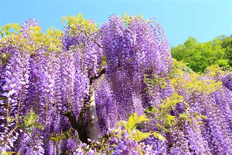 藤の花の花言葉は怖いって本当？色別の意味・別名・おすすめスポットを紹介