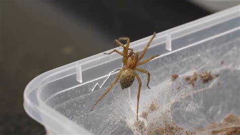 Hobo Spiders In Montana Youtube