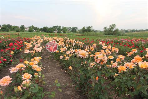 Питомник саженцев роз - Купить саженцы роз оптом