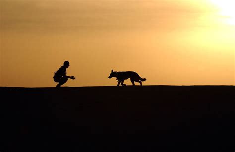 Qué raza de perro elegir según tu situación la guía definitiva