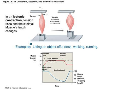 10 5 Tension Production And Contraction Types Ppt Download