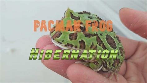 Do Pacman Frogs Hibernate Everything You Need To Know Vital Frog