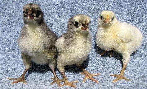 blue andalusian chicks | Chicken breeds, Breeds, Chicks