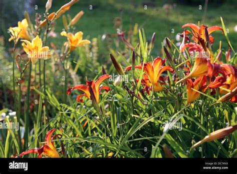 Daylily Or Hemerocallis Contrast Colored Species Stock Photo Alamy