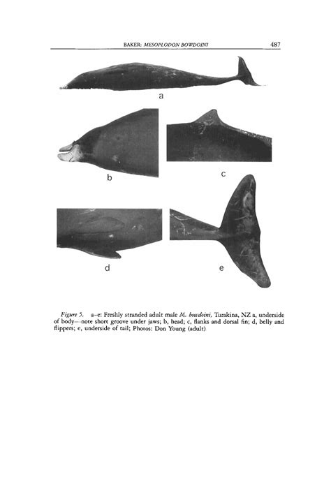 Mesoplodon Bowdoini Andrews Smithsonian Institution