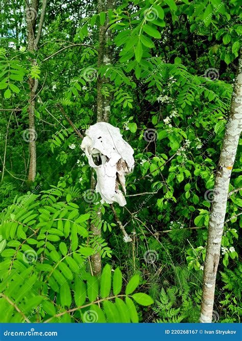 Skull Of A Wild Elk On A Tree In The Forest Stock Image Image Of