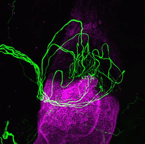 New Discovery Reveals Hair Follicles Have A Hidden Sixth Sense
