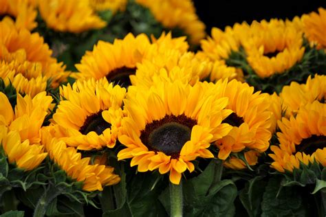 yellow sunflowers  stock photo