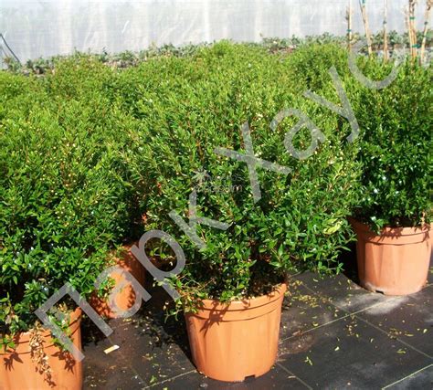 Мирт египетский 'Tarentina', купить, Myrtus nivellei 'Tarentina ...