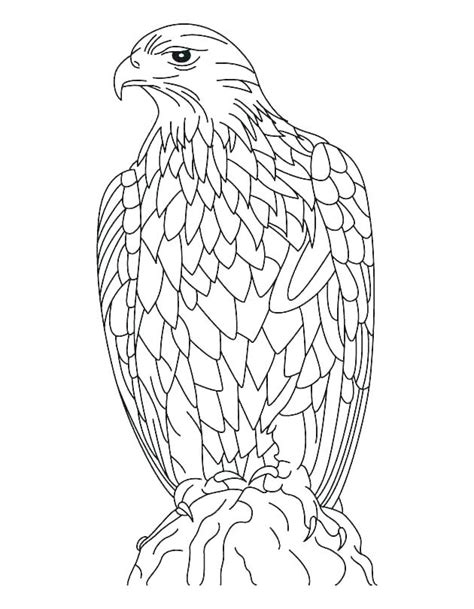 Eagle Coloring Pages at GetColorings.com | Free printable colorings