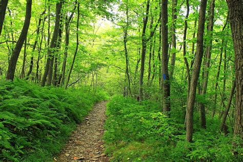 Imagen gratis madera hoja paisaje naturaleza árbol medio ambiente