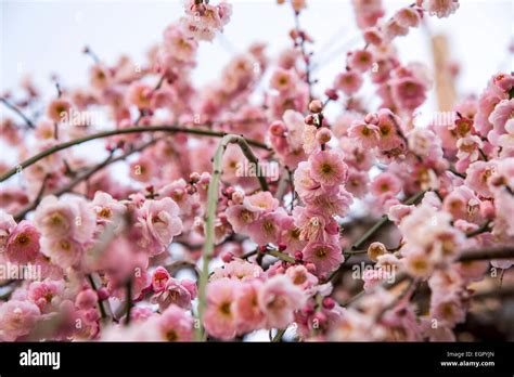 Ume festival,Yushima Tenmangu,Bunkyo-Ku,Tokyo,Japan Stock Photo - Alamy