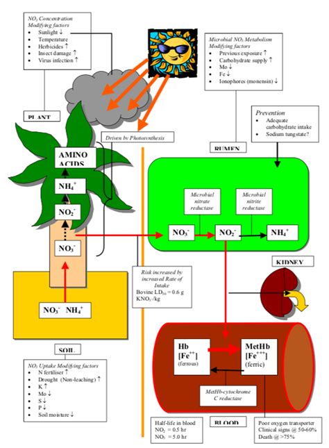 Nitrate Nitrite Diagram Quizlet