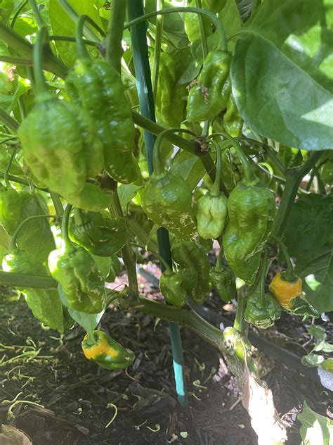 Yet Another Please Help Me Identify My Pepper Joe R Hotpeppers