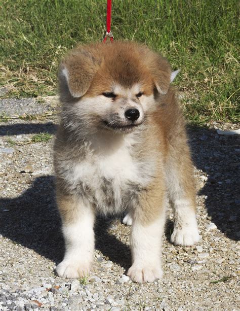 Allevamento Akita Inu Futsutachi Kensha Sicilia Akitainu Hachiko Il