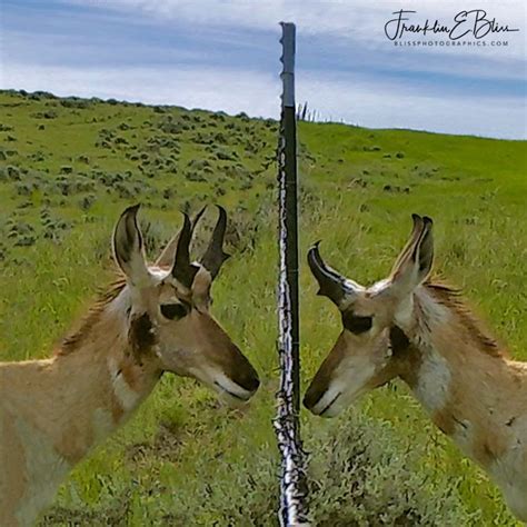 Face To Face Stare Down Bliss Photographics Pronghorn