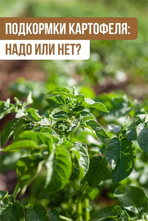 Подкормки картофеля: важность и рекомендации