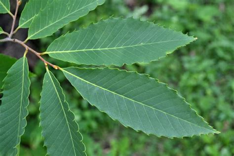 Hardwoods Alternate Simple Leaves New England Trees
