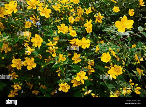 Rose Of Sharon Hypericum Calycinum Shrub Stock Photo Alamy