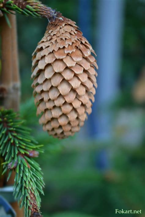 Шишка ели — Фото-картинки плюс
