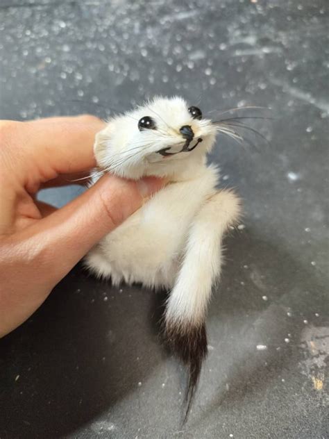 Weasel Slap Bracelet White Ermine Slap Bracelet Taxidermy Etsy