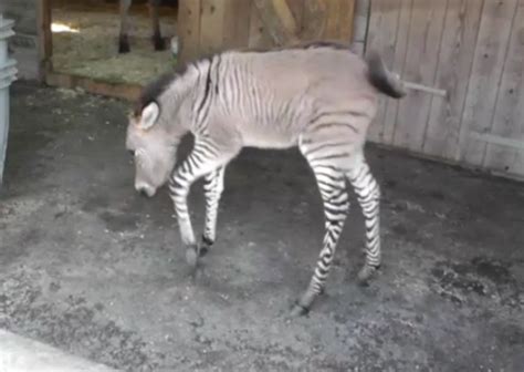 ‘Zonkey’ Born In Italy, Zebra-Donkey Hybrid Is ‘Only One Of His Kind