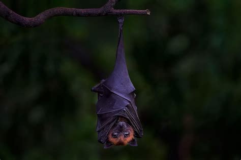 Bat Wallpapers Hd Wallpaper Cave
