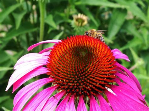 Premium Photo Winged Bee Slowly Flies To The Plant Collect Nectar For